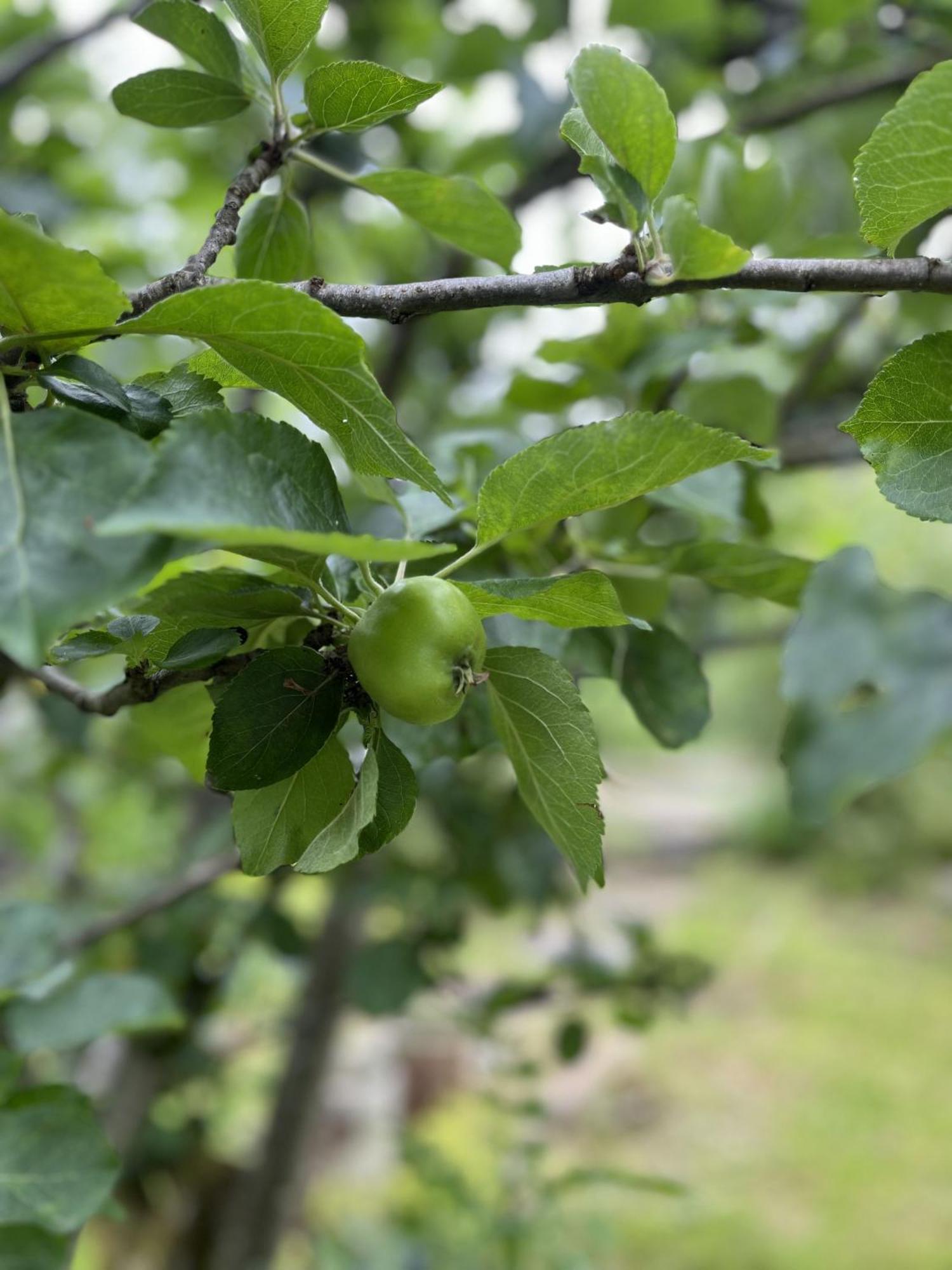 Apple Cottage ニュートン・スチュワート エクステリア 写真