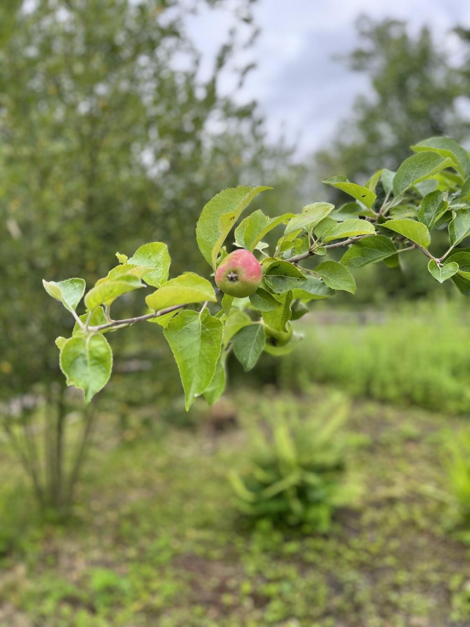Apple Cottage ニュートン・スチュワート エクステリア 写真
